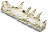 Mosasaur (Eremiasaurus?) Jaw with Four Teeth - Morocco #259672-4